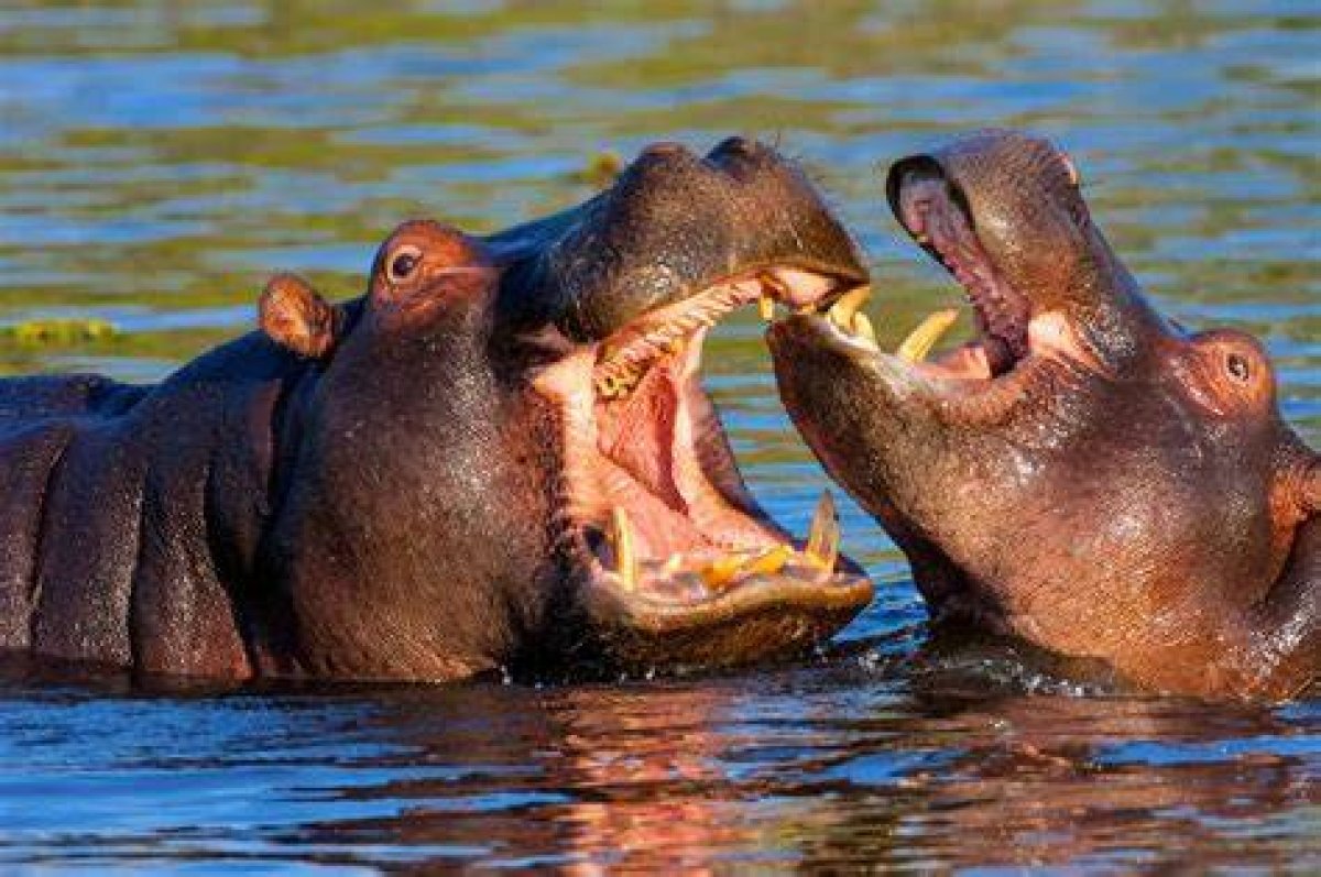Do Hippos Really Attack Humans Without Provocation?