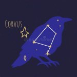 Xabder Corvus: the Rising Star of the Digital Age
